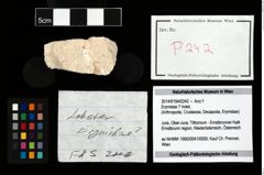 Foto (Objekt + Etikett) von Erymidae ? Indet.  (NHMW-GEO-2014-0194-0242)